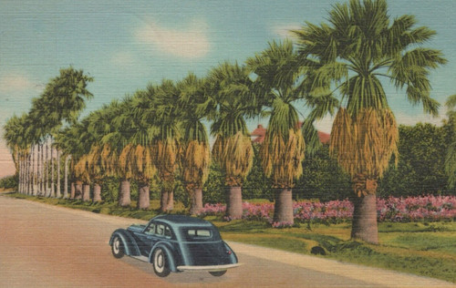 Cruising down palm lined - down,