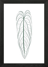 Anthurium warocqueanum Gr