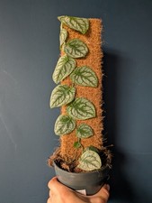 Monstera Dubia Rare Houseplant