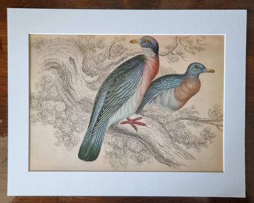 Antique mounted bird print - bird,