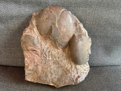 Double fossil goniatite - fossil,
