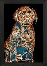 puppy isolated labrador Framed