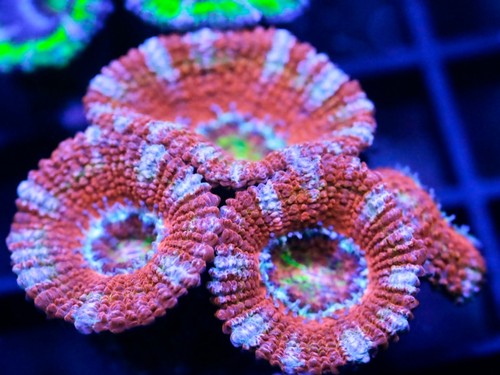 Diyreefer live coral - live,