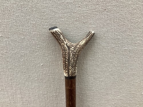 Red deer antler walking hazel - antler,