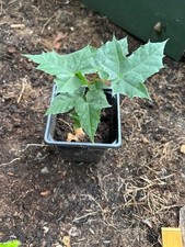 Norweign Sunset maple tree