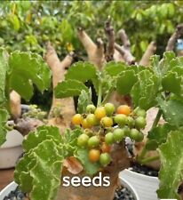 Cyphostemma uter var. macropus S eeds 50/100/200PCS