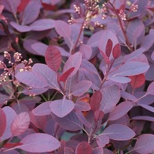 Cotinus Royal Purple Smoke