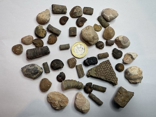 Collection fossils - 40,