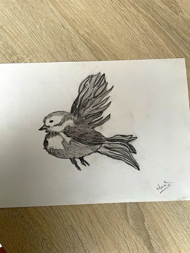 Hand drawn pencil - sketch, bird