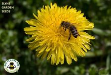 Dandelion (pack 250 seeds) Grow Rabbit & Tortoise Food Perennial Wild Flower