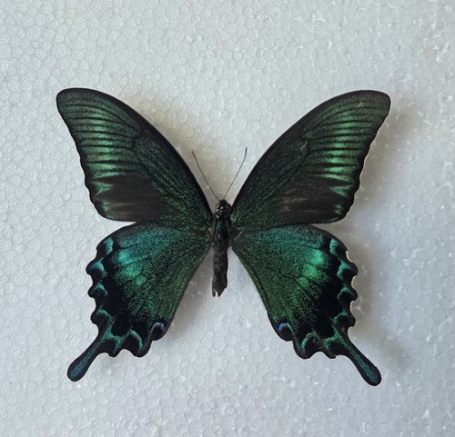Papilio maackii set specimen - papilio,