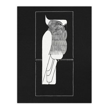 Sulphur Crested Cockatoo