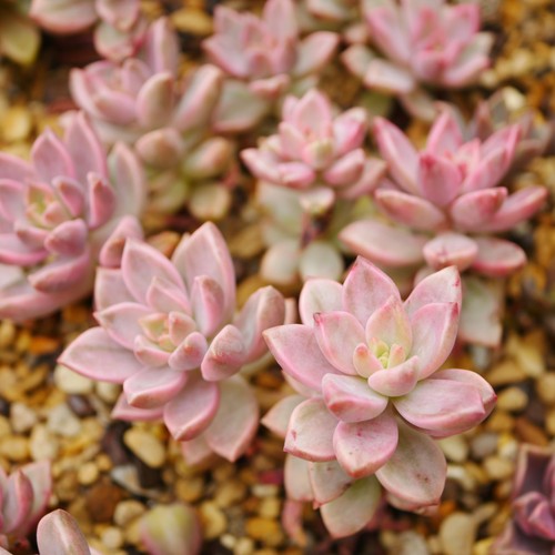 Graptosedum bronze variegata - graptosedum,