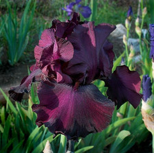 Iris 'Lenten Prayer' Burgundy
