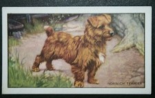 NORWICH TERRIER  Vintage 1936