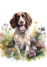 ENGLISH SPRINGER SPANIEL DOG