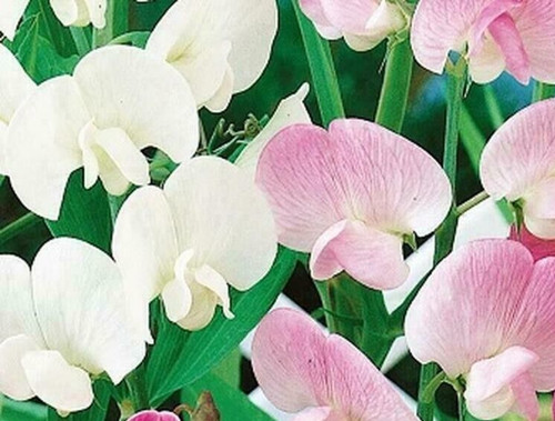 Everlasting pea lathyrus - pea,