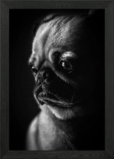 Cute pug puppies poster Framed