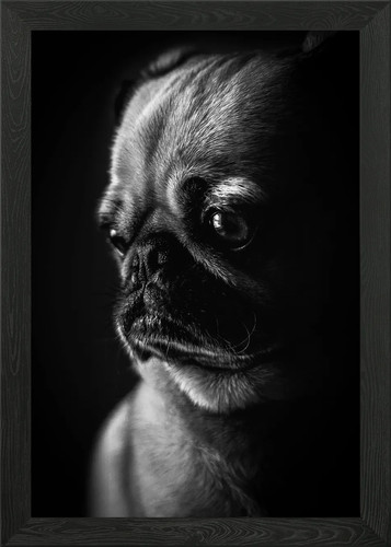 Cute pug puppies poster - , framed