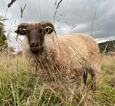 Icelandic Sheep’s fleece