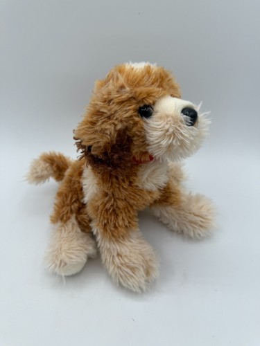 Douglas buttercup labradoodle - buttercup,