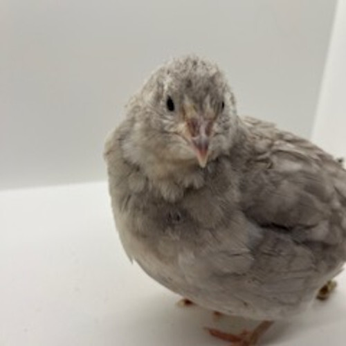 Assorted coturnix quail - coturnix,