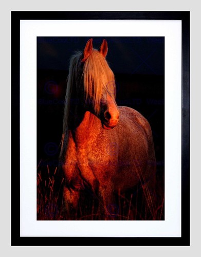85212 arabian horse pony - arabian,