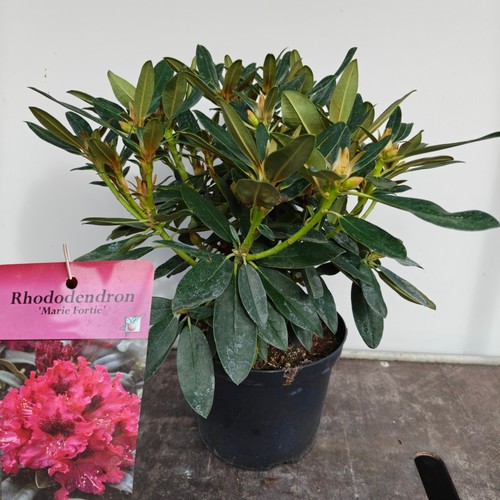 Rhododendron marie forte pink - rhododendron,