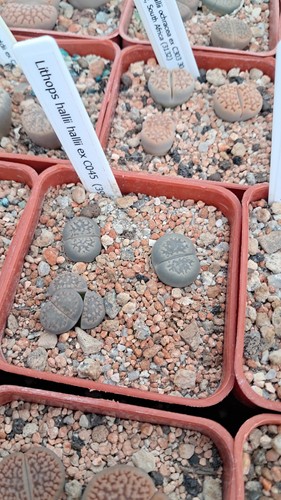 Lithops hallii c045 - hallii,