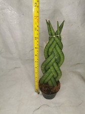 Sanseiveria cylindrica twister - sanseiveria,