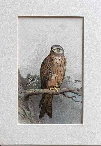 Antique kite coloured - antique,