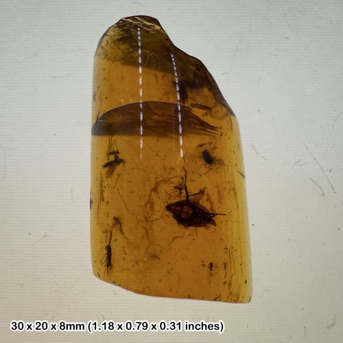 Burmese cretaceous amber - burmese,