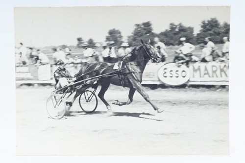 Horse harness racing - horse,