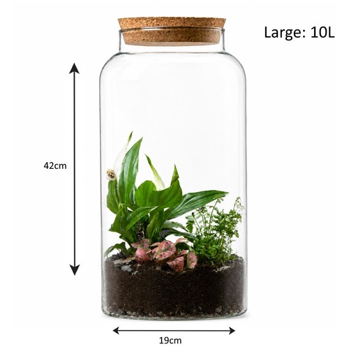 Glass plant terrarium - plant, bottle