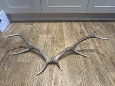 Large Red Deer Stag Antler Horn pair 
