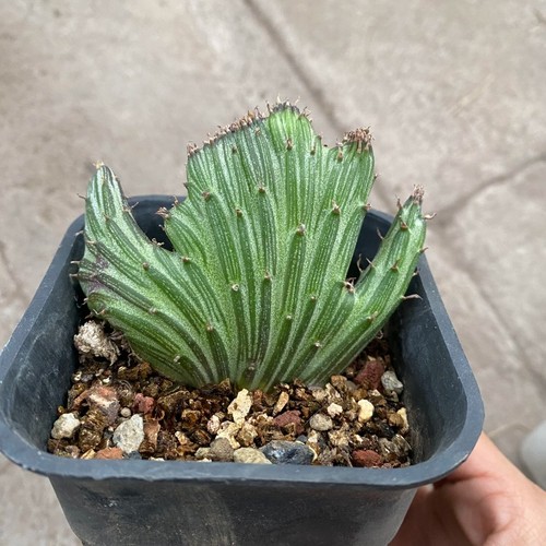 8cm succulent cactus plant - 7-8cm,