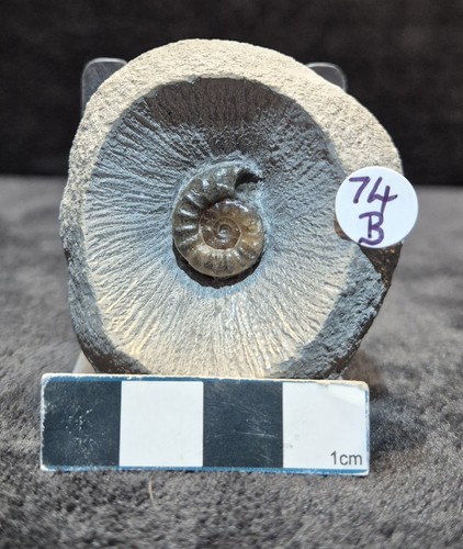 Single ammonite nodule - single, in
