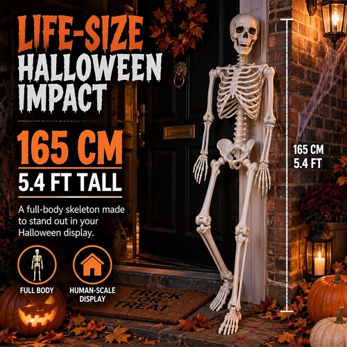 165cm life size human skeleton - human,
