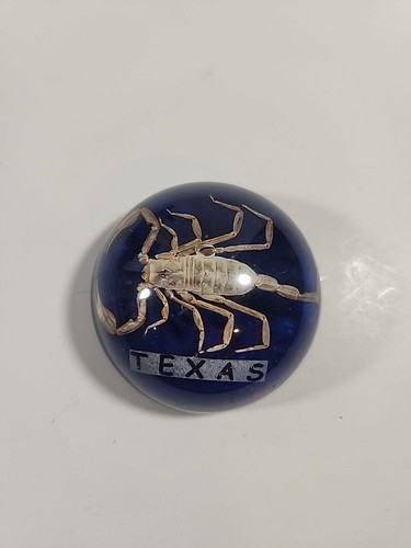 Vintage scorpion texas - vintage,