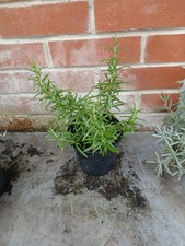 Rosemary Herb plant in 13cm pot approx.