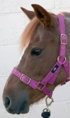 Nylon training halter blue - nylon,