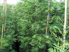 BUY FROM THE GROWERS 12 ft