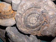 20+ Raw Fossil Pieces Pack -