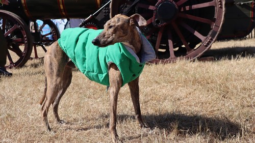Pet apparel dog jacket size - size, 6