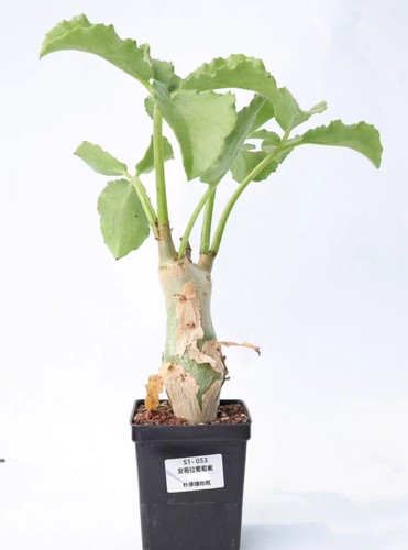 Pot 12cm cyphostemma uter - pot,