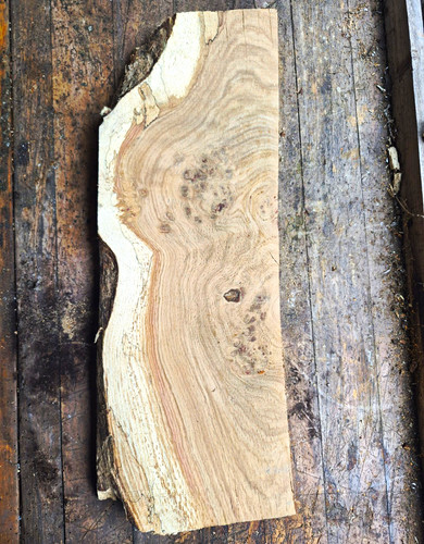 Oak burr live edge wood - oak, slab