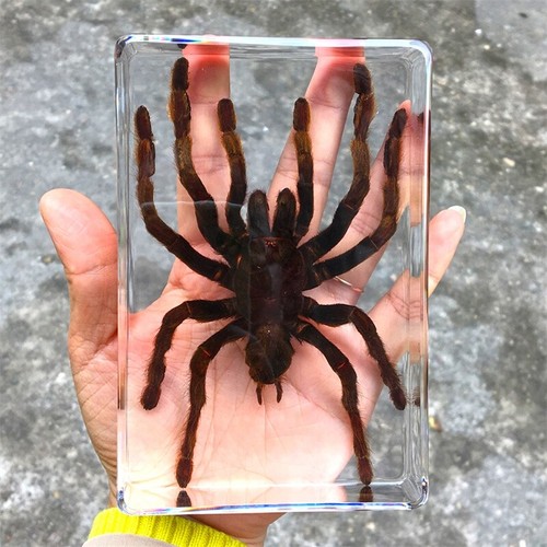 Insect resin specimen - insect, in