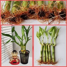 5 Lucky Bamboo FREE Butterfly