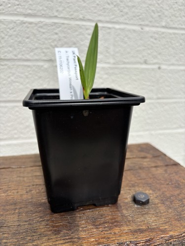 Trachycarpus winsan princeps - trachycarpus,