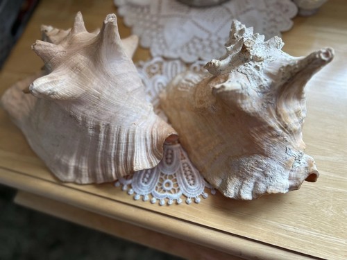 Large vintage conch shells - large,